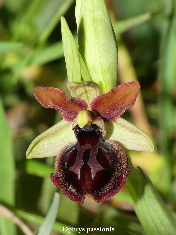 Ophrys sul litorale romano  marzo 2020